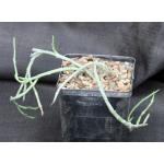 Euphorbia lavranii 5-inch pots
