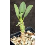 Euphorbia leistneri 2-inch pots