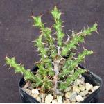 Euphorbia lenewtonii 2-inch pots