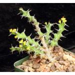 Euphorbia lenewtonii 4-inch pots