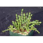 Euphorbia lenewtonii 5-inch pots