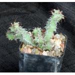 Euphorbia leontopoda (Carter 866) 2-inch pots