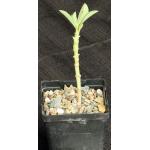 Euphorbia leontopoda (Carter 866) 3-inch pots