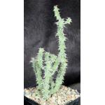 Euphorbia leontopoda (Carter 866) 5-inch pots