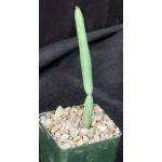 Euphorbia leucodendron ssp. oncoclada 4-inch pots