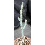 Euphorbia louwii 4-inch pots