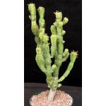 Euphorbia lyttoniana 8-inch pots