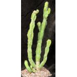 Euphorbia lyttoniana one-gallon pots