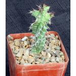 Euphorbia magnicapsula ssp. magnicapsula 4-inch pots