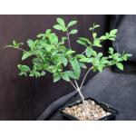 Euphorbia mahabobokensis 5-inch pots