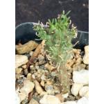 Euphorbia maleolens 2-inch pots