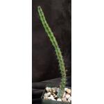 Euphorbia malevola 4-inch pots