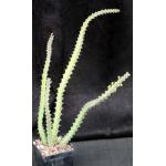 Euphorbia malevola 4-inch pots
