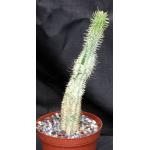 Euphorbia mammillaris (variegate) 6-inch pots