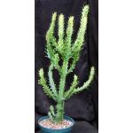 Euphorbia mayuranathani (variegated) 8-inch pots