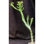 Euphorbia mayuranathani 5-inch pots