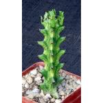 Euphorbia mayuranathani (variegated) 4-inch pots