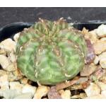 Euphorbia meloformis 2-inch pots