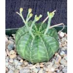 Euphorbia meloformis (GM 223B) 4-inch pots
