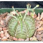 Euphorbia meloformis (GM 223B) 4-inch pots