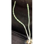 Euphorbia meridionalis 2-inch pots