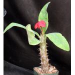 Euphorbia milii cv Raan Clone 2-inch pots