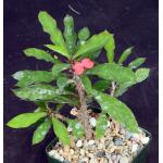 Euphorbia milii var. milii 4-inch pots