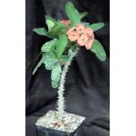 Euphorbia milii (Thai hybrid; Yellow-Pink flower) one-gallon pot