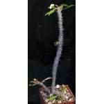 Euphorbia milii hybrid (Wong 3) 4-inch pots