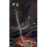 Euphorbia milii ‘antifakiensis‘ 4-inch pots