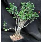 Euphorbia milii imperatae x delphinensis (monstrose) 5-inch pots