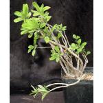 Euphorbia milii var. tenuispina one-gallon pots
