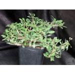 Euphorbia milii x decaryi one-gallon pots