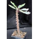 Euphorbia milii cv Fireworks 5-inch pots