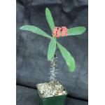 Euphorbia milii cv Red 4-inch pots