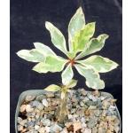 Euphorbia milii cv Fireworks 5-inch pots