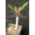 Euphorbia millotii 3-inch pots