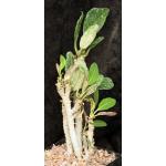Euphorbia millotii one-gallon pots