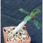 Euphorbia millotii 3-inch pots