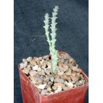 Euphorbia namuskluftensis 4-inch pots
