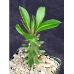 Euphorbia neriifolia 4-inch pots