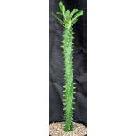 Euphorbia neriifolia 2-gallon pots
