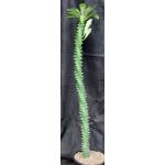 Euphorbia neriifolia 3-gallon pots