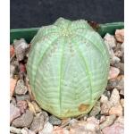 Euphorbia obesa 4-inch pots