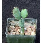 Euphorbia opuntioides 3-inch pots