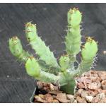 Euphorbia opuntioides 4-inch pots