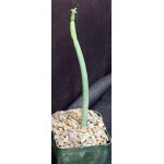 Euphorbia pachyclada (B&L 719) 4-inch pot