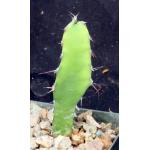 Euphorbia parciramulosa 3-inch pots