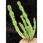 Euphorbia perangusta one-gallon pots