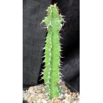 Euphorbia perangusta 5-inch pots